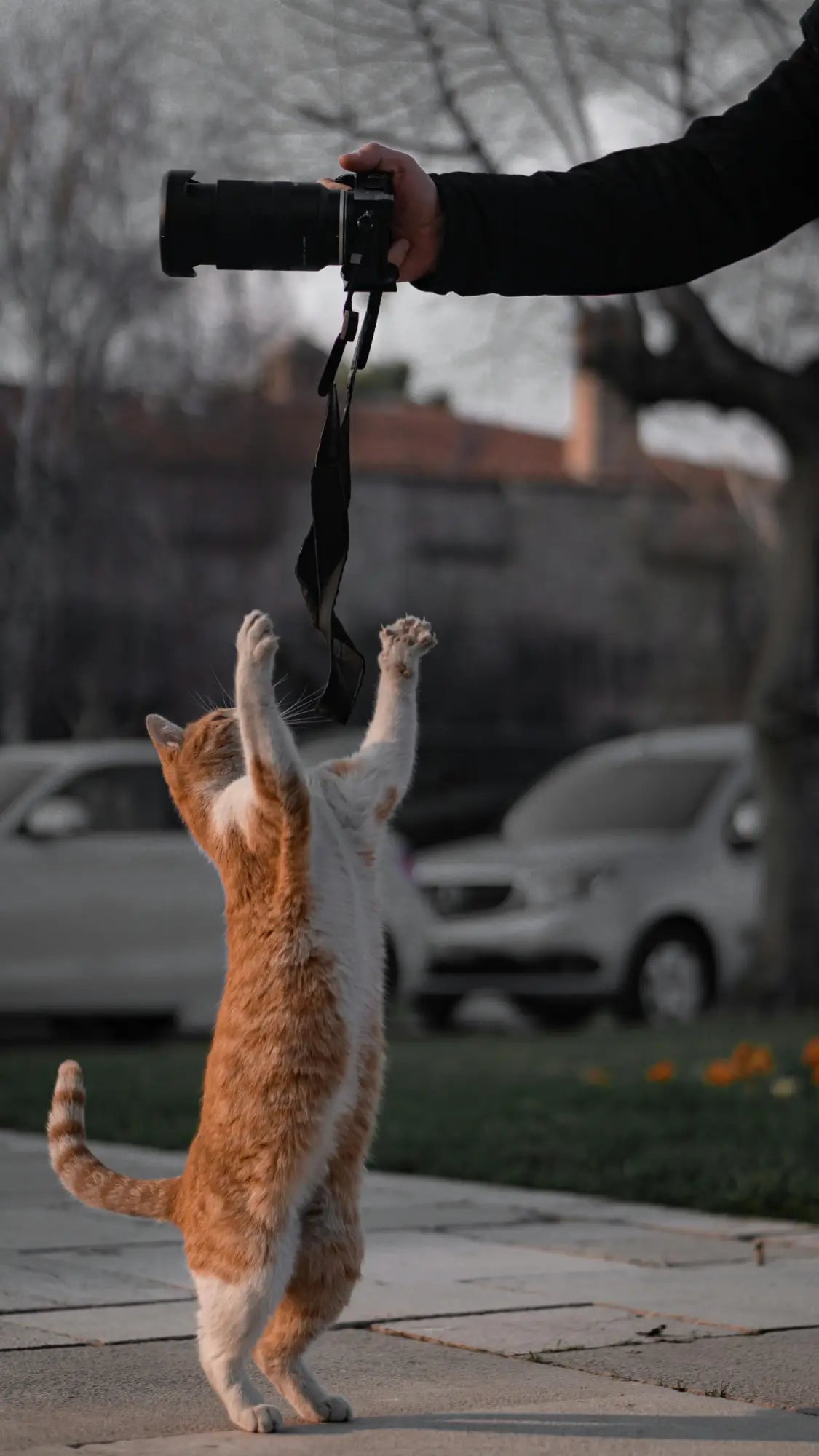 Cat Playing on a tree