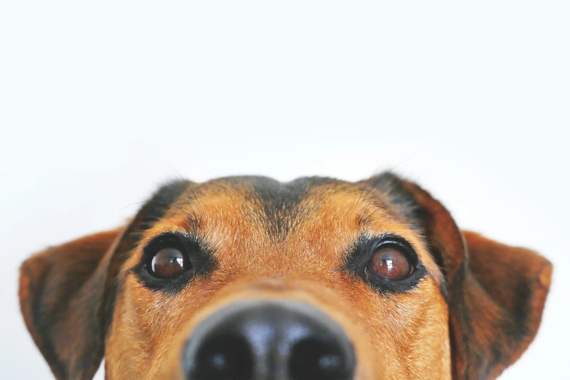 Playful Dog