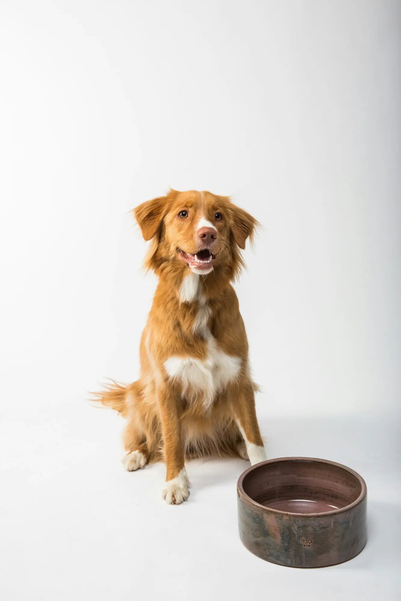 Dog Feeder Bowls 