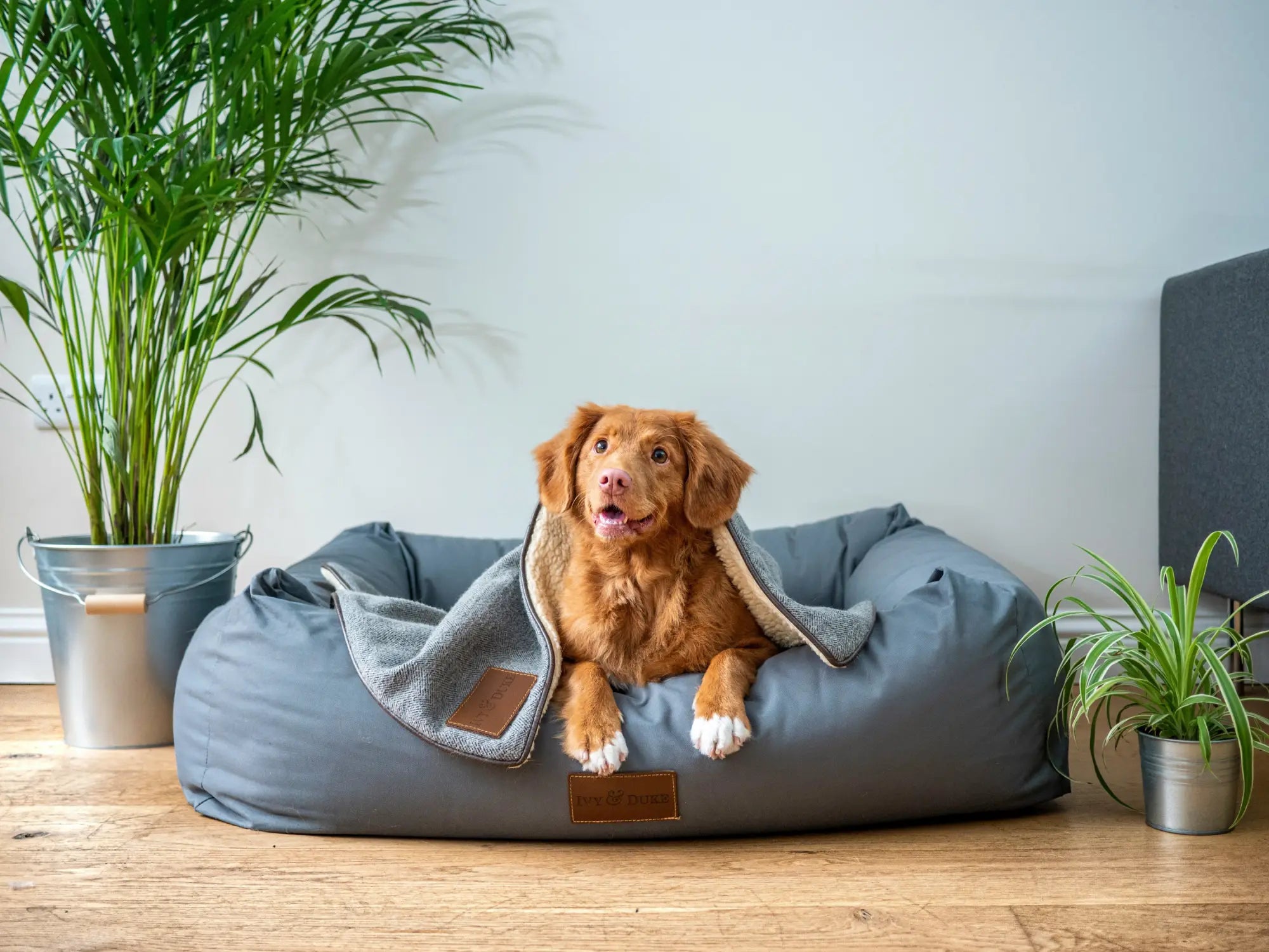 Pet Bed Dog on a mat