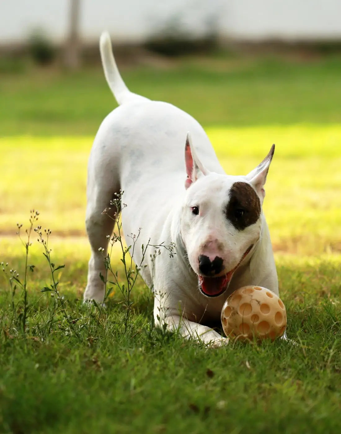 Cat and Dog Toys Collection