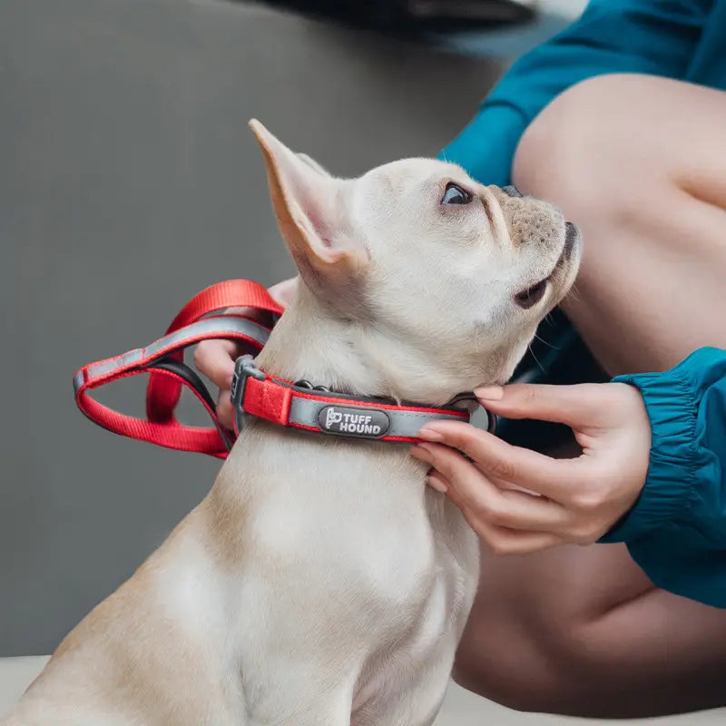 GlowTrack: Reflective Dog Collar and Leash Set