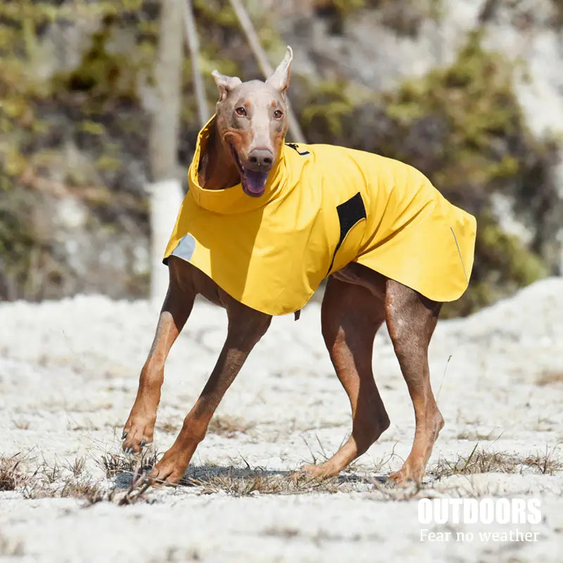 Sporty Dogs and Cats Waterproof and Windproof Raincoat