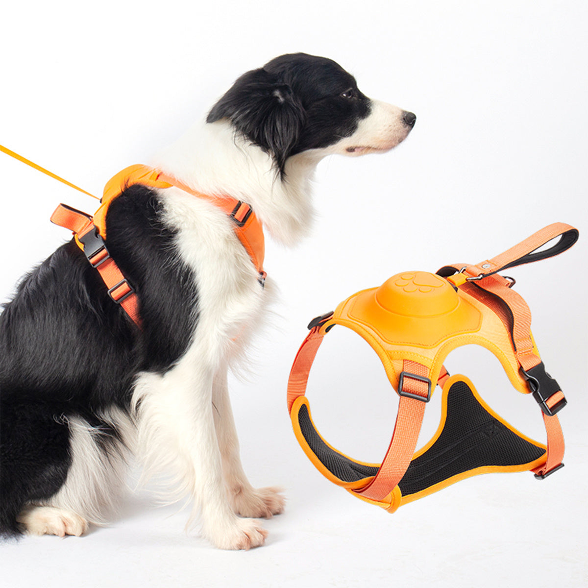 Retractable Leash and Harness Set