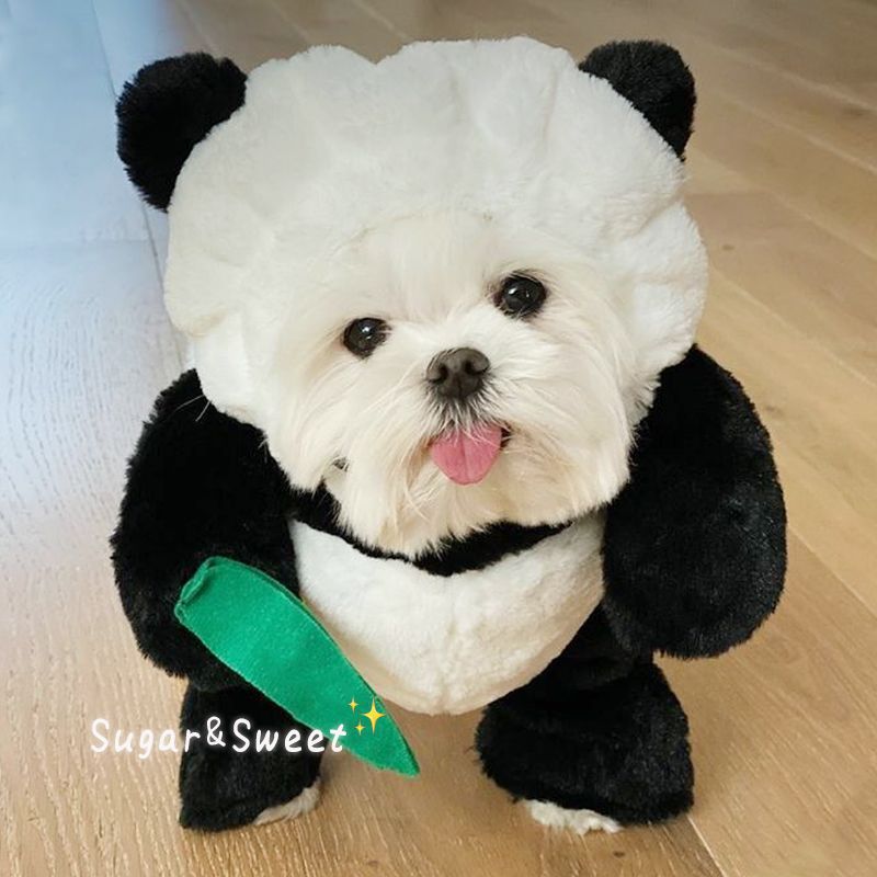 Rabbit Pet Costume