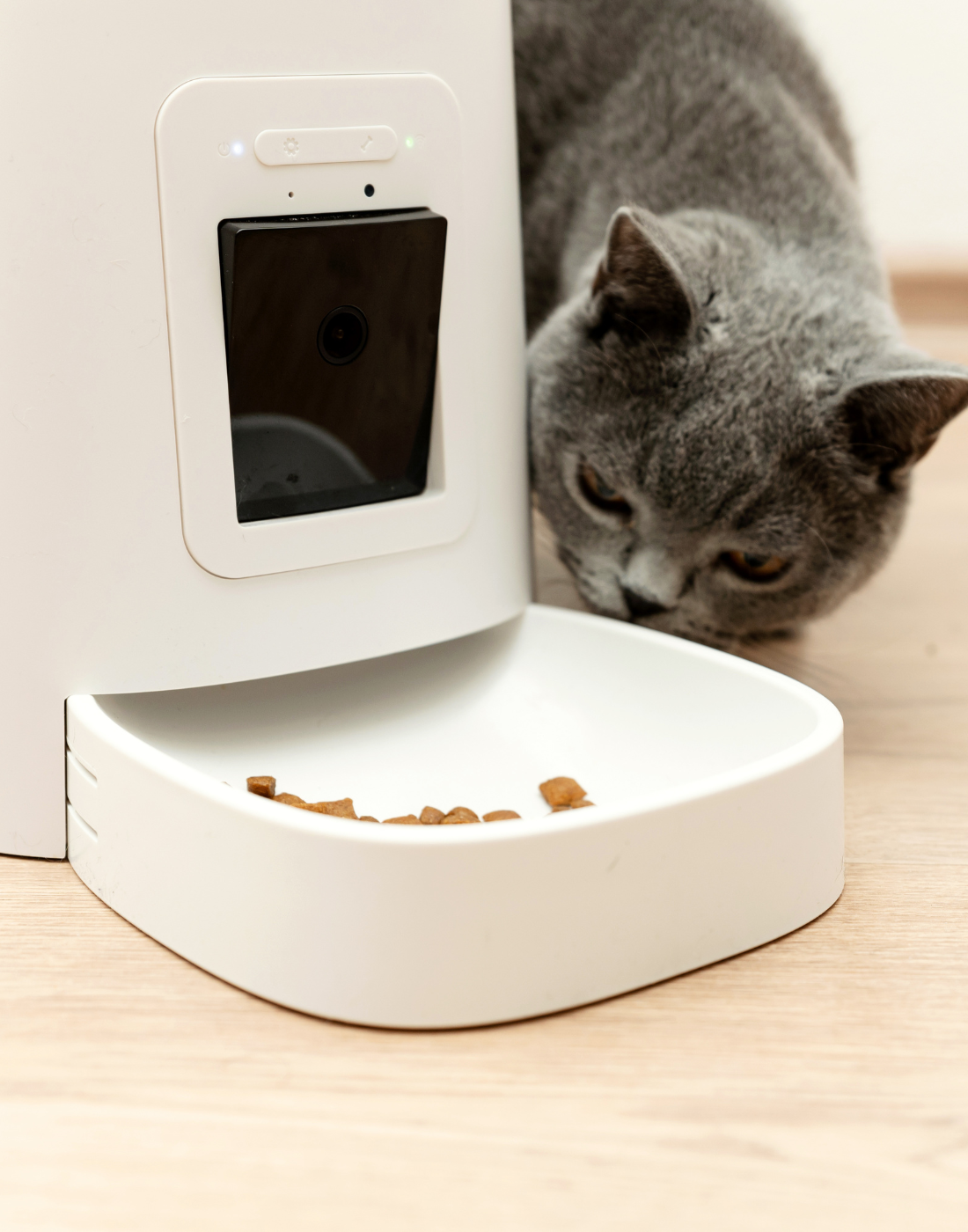 Cat Feeders and Water Fountains