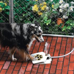 Paws & Play: Outdoor Pet Step Water Sprinkler