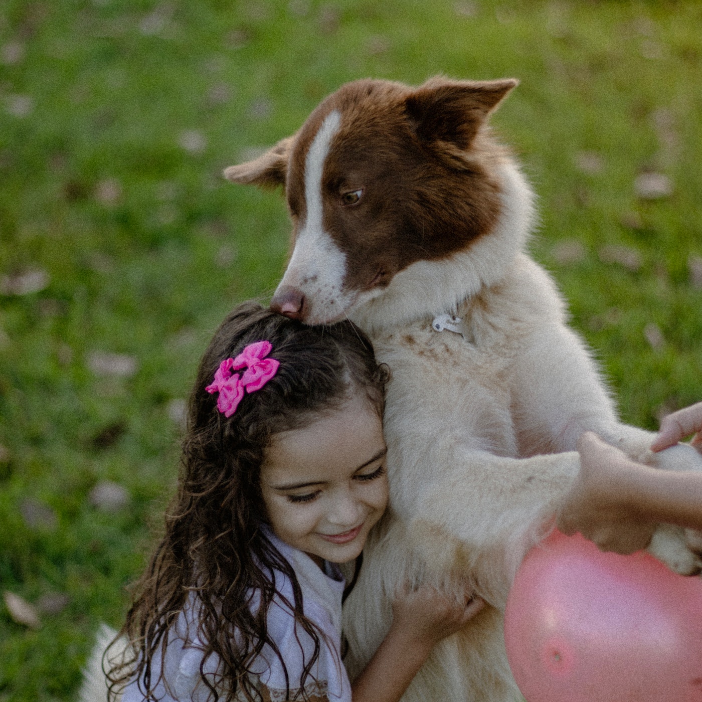 Dog toys playing baloon