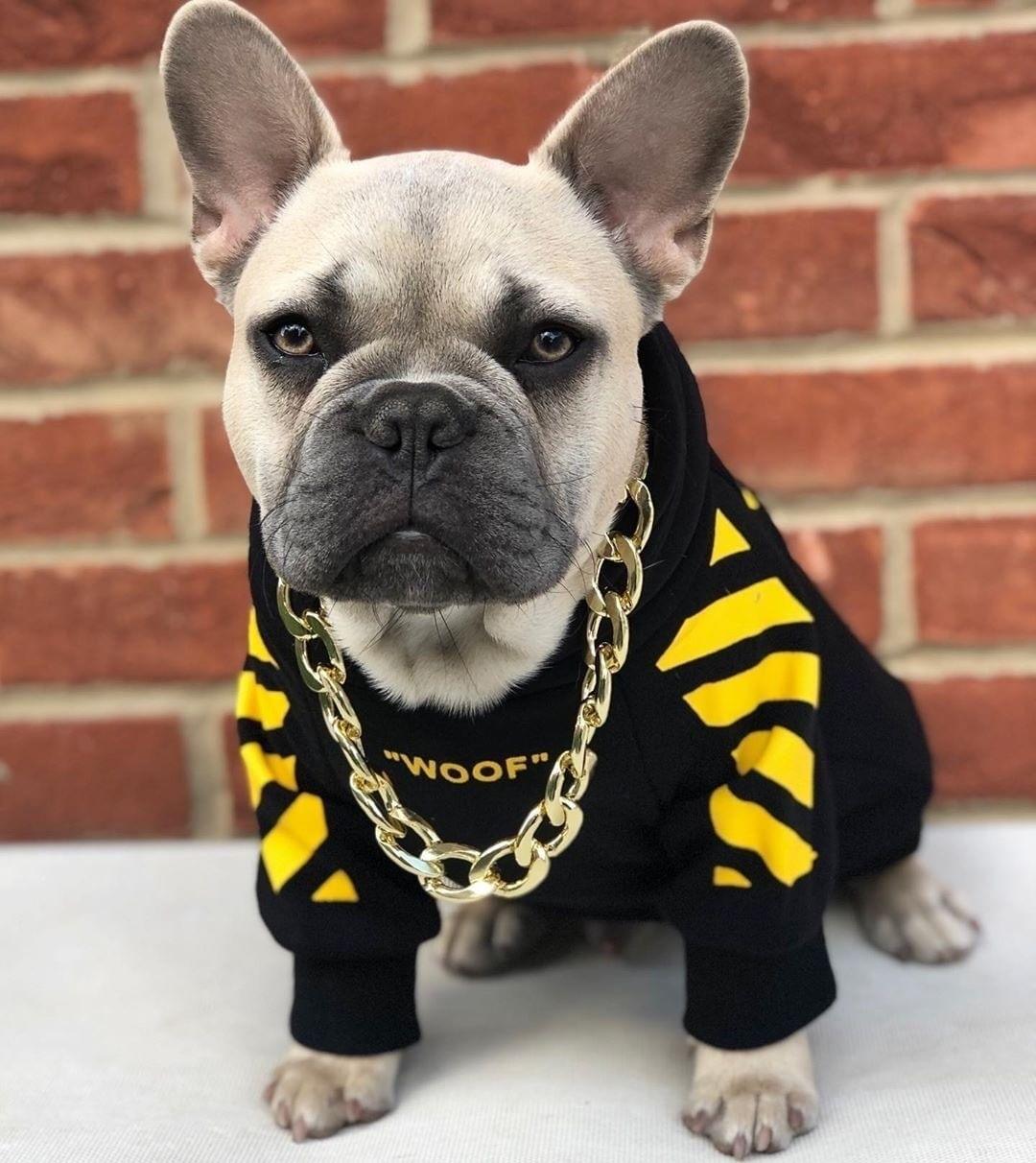 ’Woof’ Streetwear Hoodie for Cats and Dogs - Yellow / L